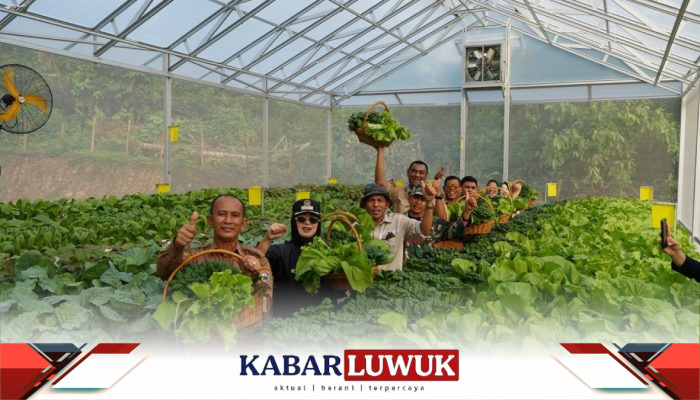 Panen Perdana Hidroponik Binaan PT IMIP, Pacu Ketahanan Pangan, Tingkatkan Ekonomi Warga