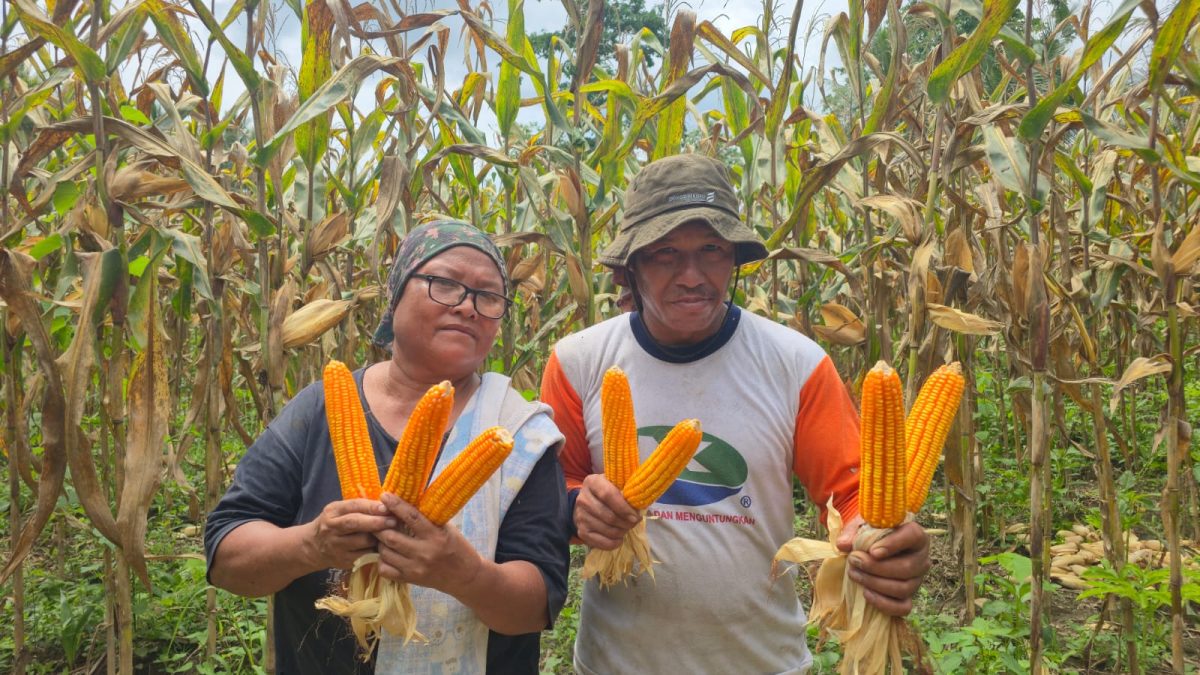 Didampingi DSLNG, Petani Honbola Kembali Giat Budidaya Jagung