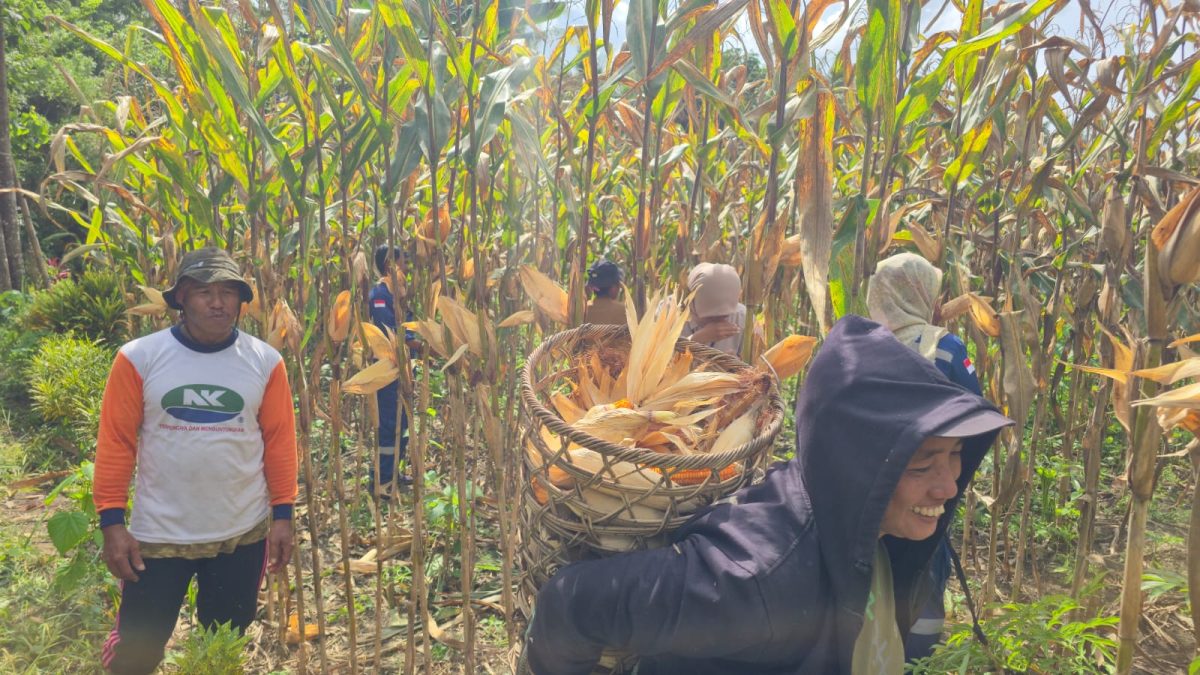 Didampingi DSLNG, Petani Honbola Kembali Giat Budidaya Jagung