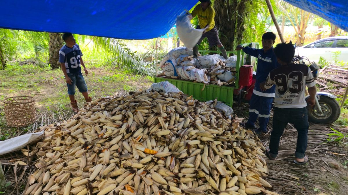 Didampingi DSLNG, Petani Honbola Kembali Giat Budidaya Jagung