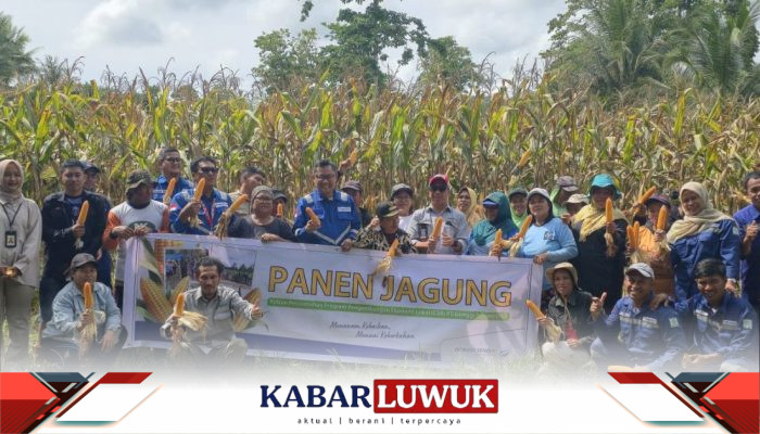 Didampingi DSLNG, Petani Honbola Kembali Giat Budidaya Jagung