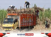 Gula Indonesia Bisa Swasembada Lebih Cepat