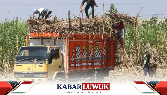 Gula Indonesia Bisa Swasembada Lebih Cepat