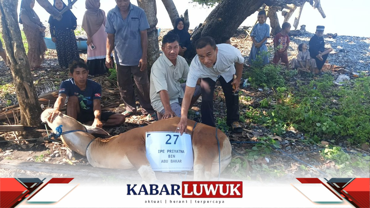 Pererat Silaturahmi, Jamaah BDI CPP Senoro Bagikan 32 Hewan Kurban