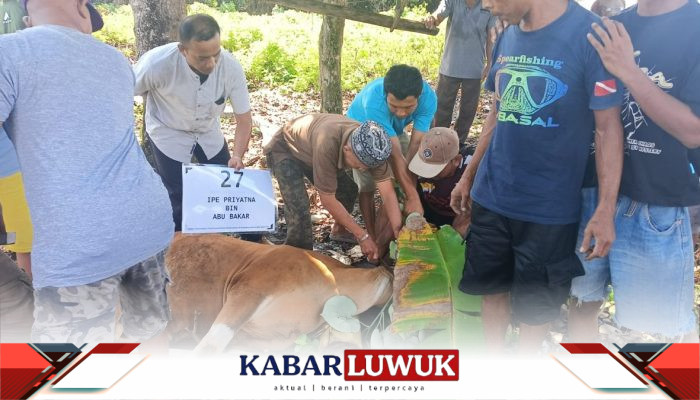 Pererat Silaturahmi, Jamaah BDI CPP Senoro Bagikan 32 Hewan Kurban