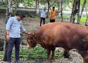 Momentum Iduladha, DSLNG Serahkan 21 Hewan Kurban di Banggai, Palu, dan Jakarta