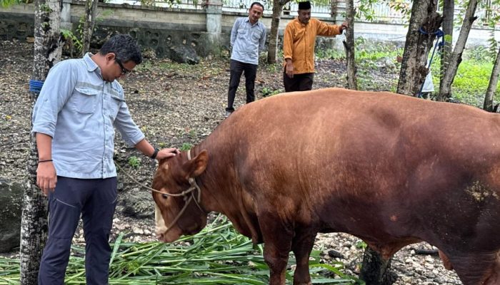 Momentum Iduladha, DSLNG Serahkan 21 Hewan Kurban di Banggai, Palu, dan Jakarta