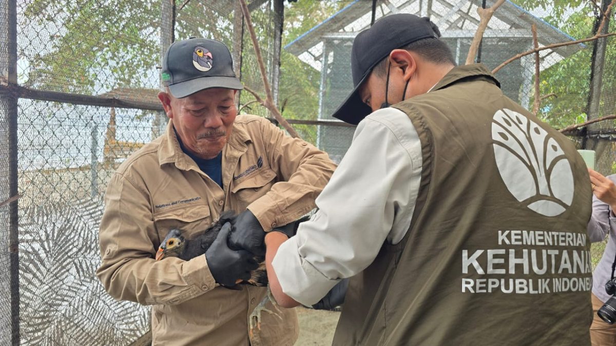 BKSDA Sulteng Pantau Kesehatan Satwa Langka Endemik Pulau Sulawesi Burung Maleo