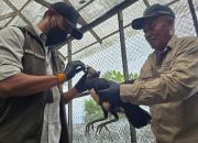 BKSDA Sulteng Pantau Kesehatan Satwa Langka Endemik Pulau Sulawesi Burung Maleo