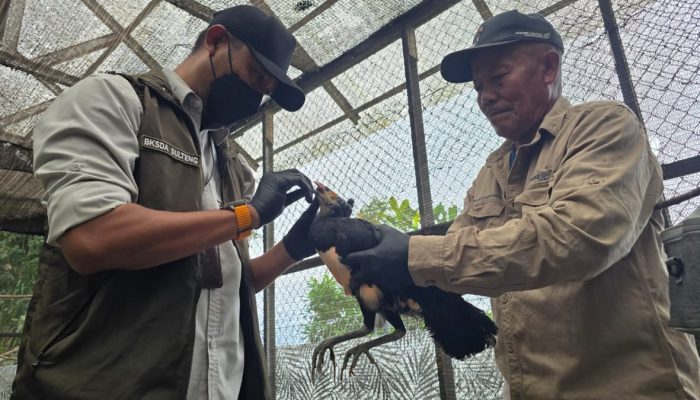 BKSDA Sulteng Pantau Kesehatan Satwa Langka Endemik Pulau Sulawesi Burung Maleo