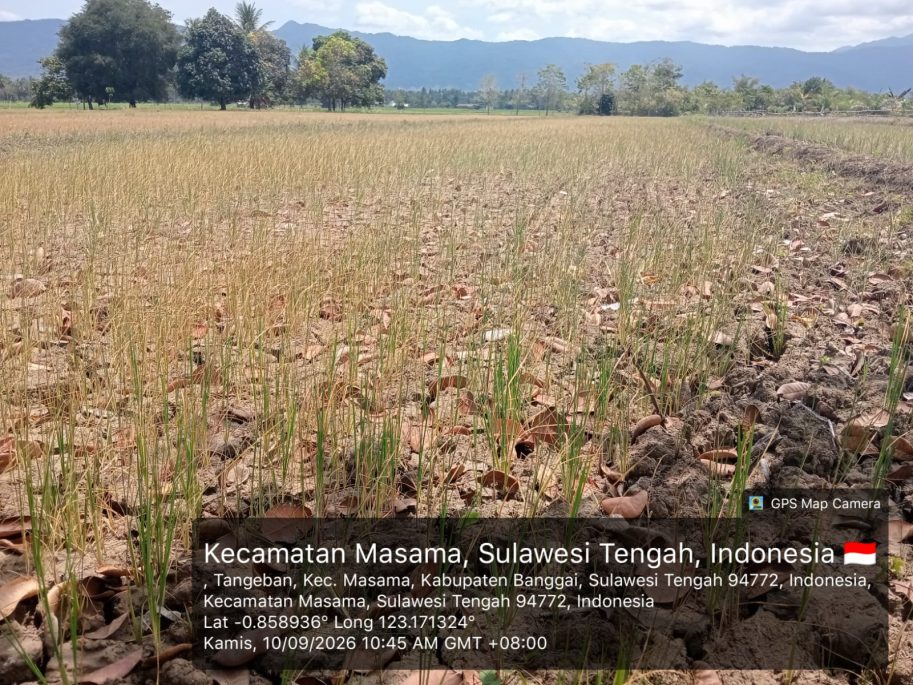 Kekeringan Makin Parah, Ribuan Hektare Sawah di Masama Banggai Terancam Puso
