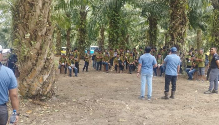 Dorong Peningkatan Ekonomi, PT KLS Latih Ratusan Petani Plasma Budidaya Kelapa Sawit