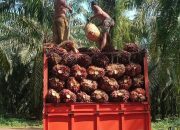 PT KLS Tepis Tudingan Miring Soal Harga TBS, Ferdinand: Kami Ikuti Harga yang Ditetapkan Pemerintah