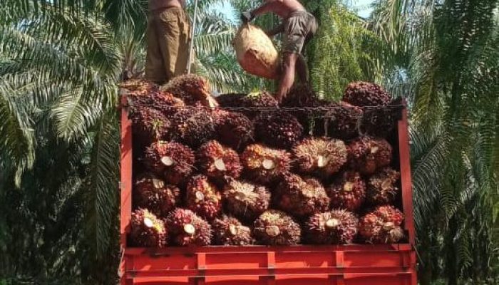PT KLS Tepis Tudingan Miring Soal Harga TBS, Ferdinand: Kami Ikuti Harga yang Ditetapkan Pemerintah