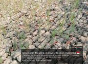 Kekeringan Makin Parah, Ribuan Hektare Sawah di Masama Banggai Terancam Puso