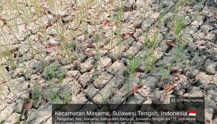 Kekeringan Makin Parah, Ribuan Hektare Sawah di Masama Banggai Terancam Puso