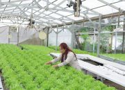 Dari Laboratorium ke Hidroponik, Jejak Karyawan IMIP di Ruang Hijau
